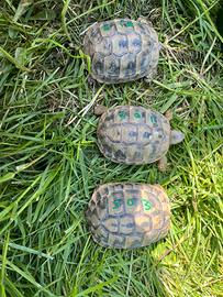 Tartarughe Testudo hermanni boettgeri thb