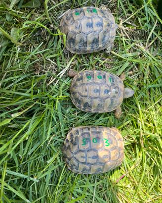 Tartarughe Testudo hermanni boettgeri thb
