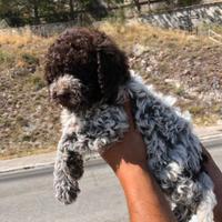 Cuccioli lagotto Pedigree Roi da tartufo