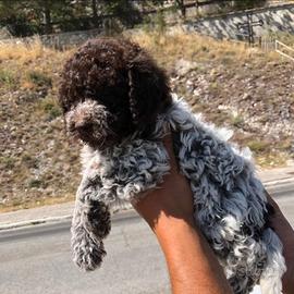 Cuccioli lagotto Pedigree Roi da tartufo