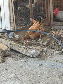 Gallo originale