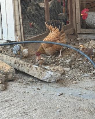 Gallo originale