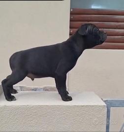 Staffordshire Bull terrier