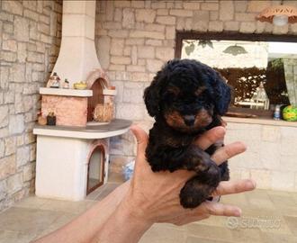 Barboncino Toy Phantom