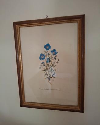 Quadri con cornice in legno 