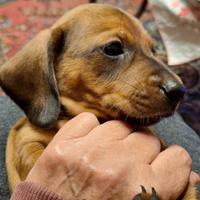 Cuccioli maschietti di bassotto tedesco