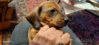 Cuccioli maschietti di bassotto tedesco