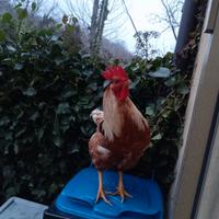 Gallo