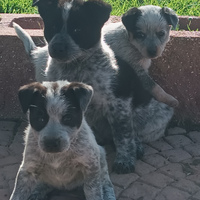 Cuccioli incrocio cattledog/terrier