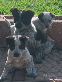 Cuccioli incrocio cattledog/terrier