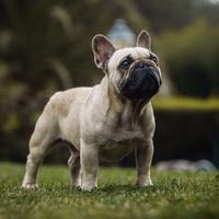 Cuccioli bouledogue francese