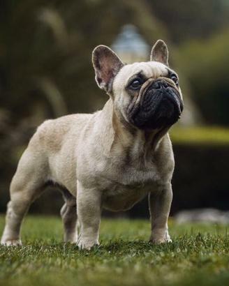 Cuccioli bouledogue francese