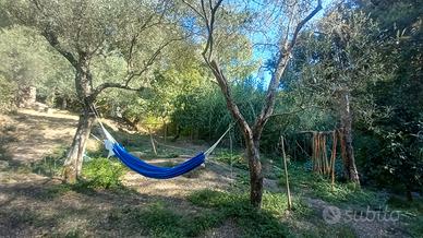 Terreno con uliveto e ruscello vicino a Cuglieri
