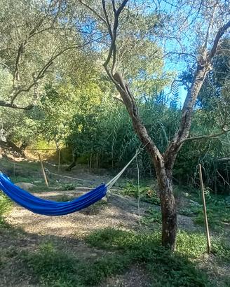 Terreno con uliveto e ruscello vicino a Cuglieri