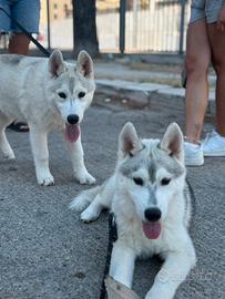 Siberian husky cuccioli
