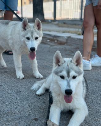 Siberian husky cuccioli