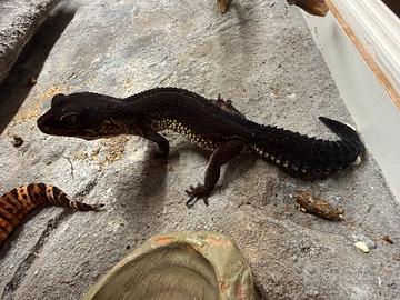 Gechi leopardini black night