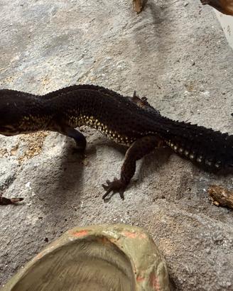 Gechi leopardini black night