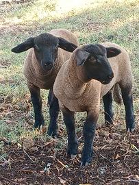 Pecore suffolk agnelli