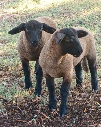 Pecore suffolk agnelli