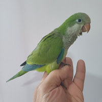 Parrocchetto Monaco allevato a mano