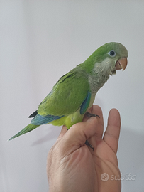 Parrocchetto Monaco allevato a mano