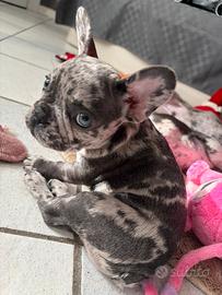 Bulldog Francese cuccioli