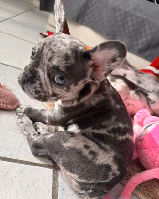 Bulldog Francese cuccioli