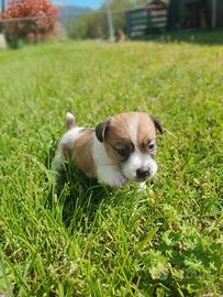 Cuccioli di Jack Russell