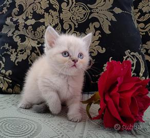 Scottish fold e straght