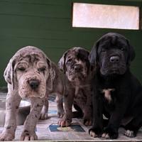 Alani cuccioli - alta genealogia - neri e merle