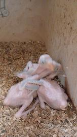 Parrocchetto dal collare cleartail