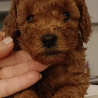 Barboncino maschio toy fulvo