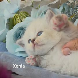 cuccioli di siberiano neva masquerade 