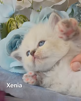 cuccioli di siberiano neva masquerade 