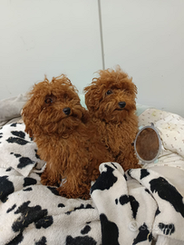 Sono Rossi Sono Barboncini Red Rossi