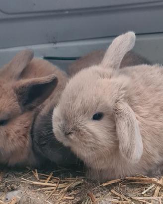 Conigli ariete nano