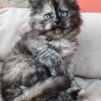 Gattini siberiani ipoallergenici