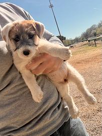 Jack Russell Terrier ruvidi e broken