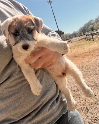 Jack Russell Terrier ruvidi e broken