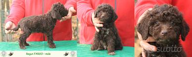Lagotto romagnolo - cuccioli maschi