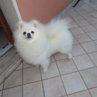 Volpino di Pomerania pedigree Enci accoppiamento