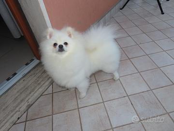 Volpino di Pomerania pedigree Enci accoppiamento
