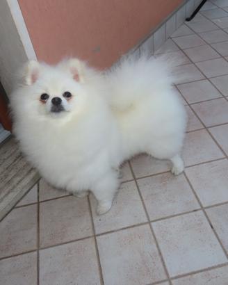 Volpino di Pomerania pedigree Enci accoppiamento