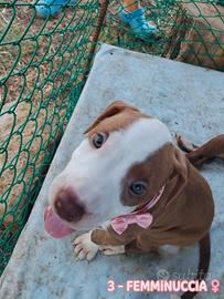 Cuccioli tipo Amstaff Pitbull