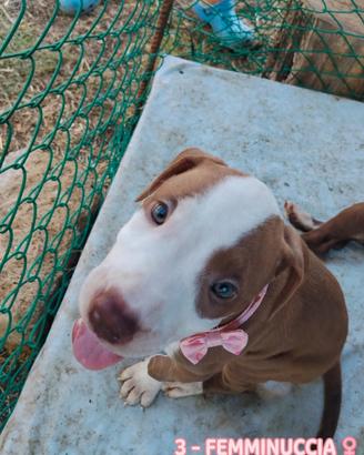 Cuccioli tipo Amstaff Pitbull