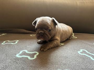 Cuccioli di bulldog francesi Blu