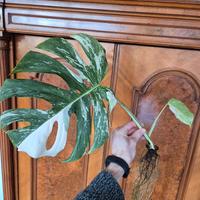 Monstera Deliciosa Variegata