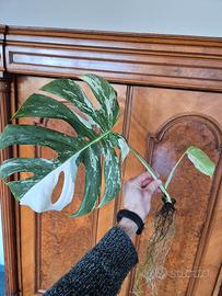 Monstera Deliciosa Variegata