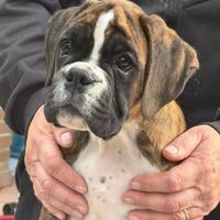 Cuccioli boxer